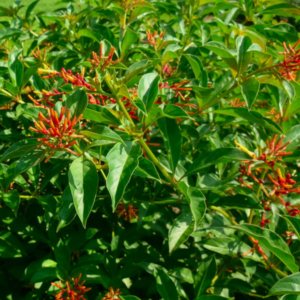 fully grown firebush plant and flowers