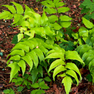 broad leaves of a holly fern bush