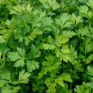 leaves of a parsley plant
