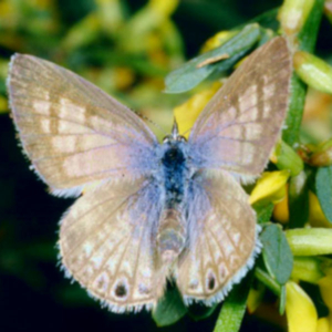 top view of a cassius blue butterfly