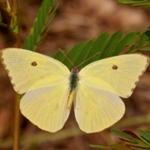 top view of a Cloudless Sulphur butterfly
