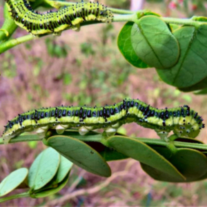 side view of a Orange barred Sulphur caterpillar