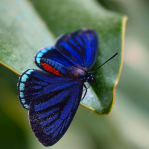 top view of atala butterfly