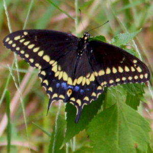 top view of black swallowtail butterfly