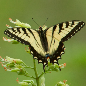 top view of a eastern tiger swallowtail butterfly