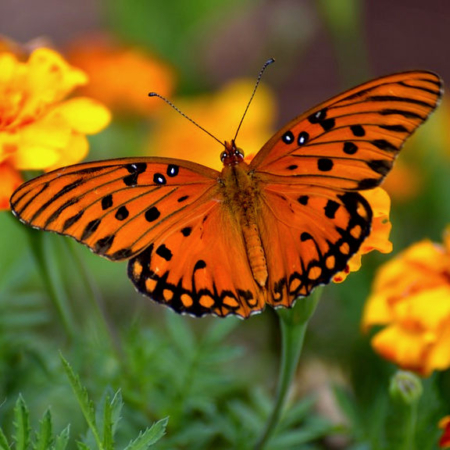 Butterfly Garden - City of Auburndale