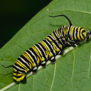 side view of a monarch caterpillar