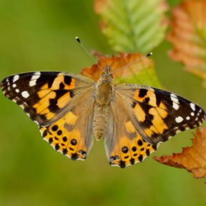 top view of a Painted Lady butterfly