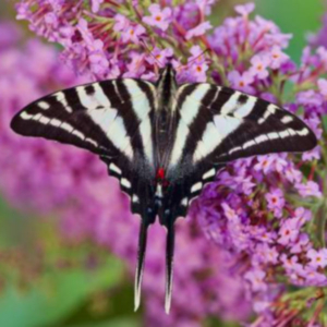 top view of a zebra swallowtail butterfly