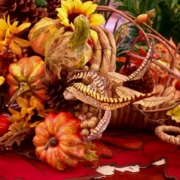 A Thanksgiving cornucopia