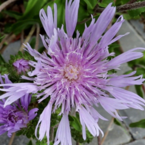 image of Stokes Aster flower